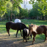 Ljoshaugen Camping